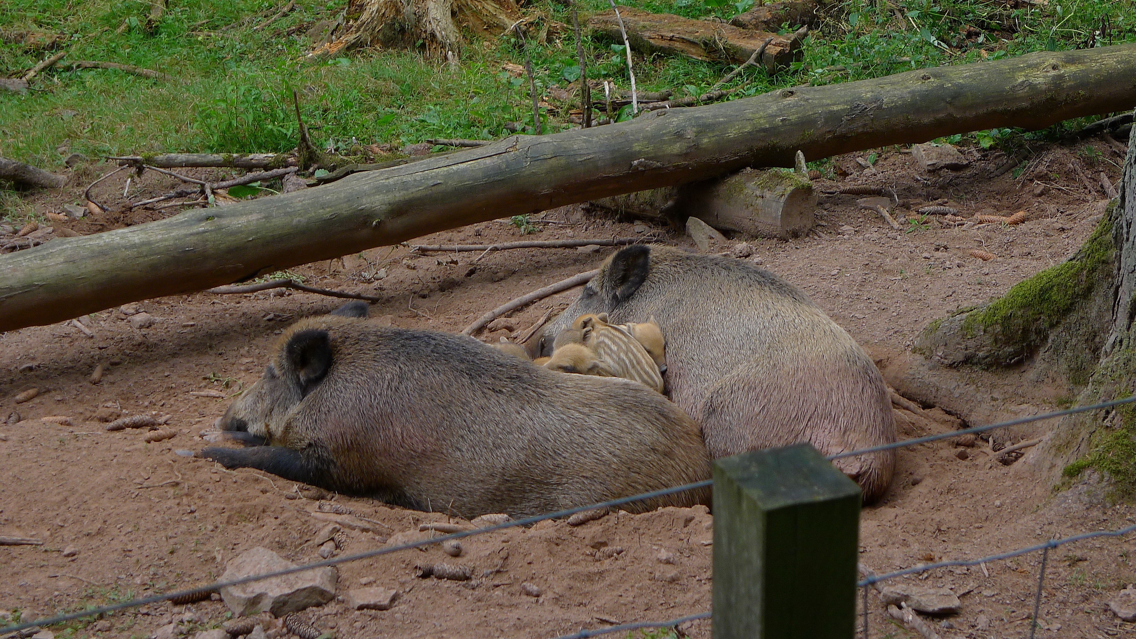 Ausflugsziel: Schwarzwildgehege