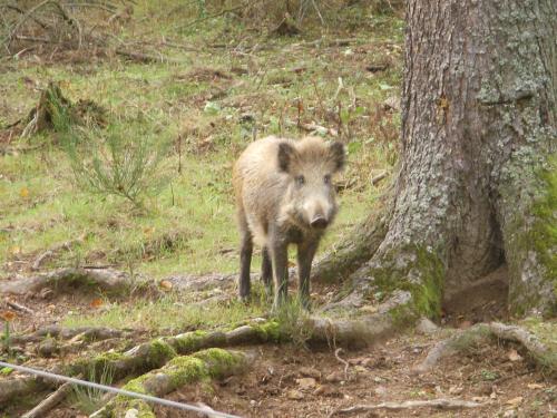Ausflugsziel: Schwarzwildgehege