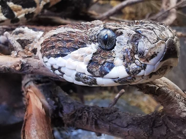 Ausflugsziel: Reptilienzoo Nockalm
