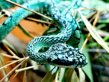 Ausflugsziel: Reptilienzoo Nockalm