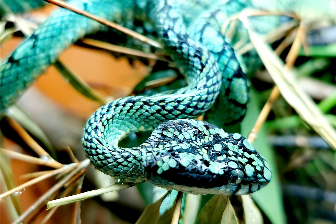 Ausflugsziel: Reptilienzoo Nockalm