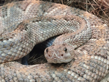 Ausflugsziel: Reptilienzoo Nockalm