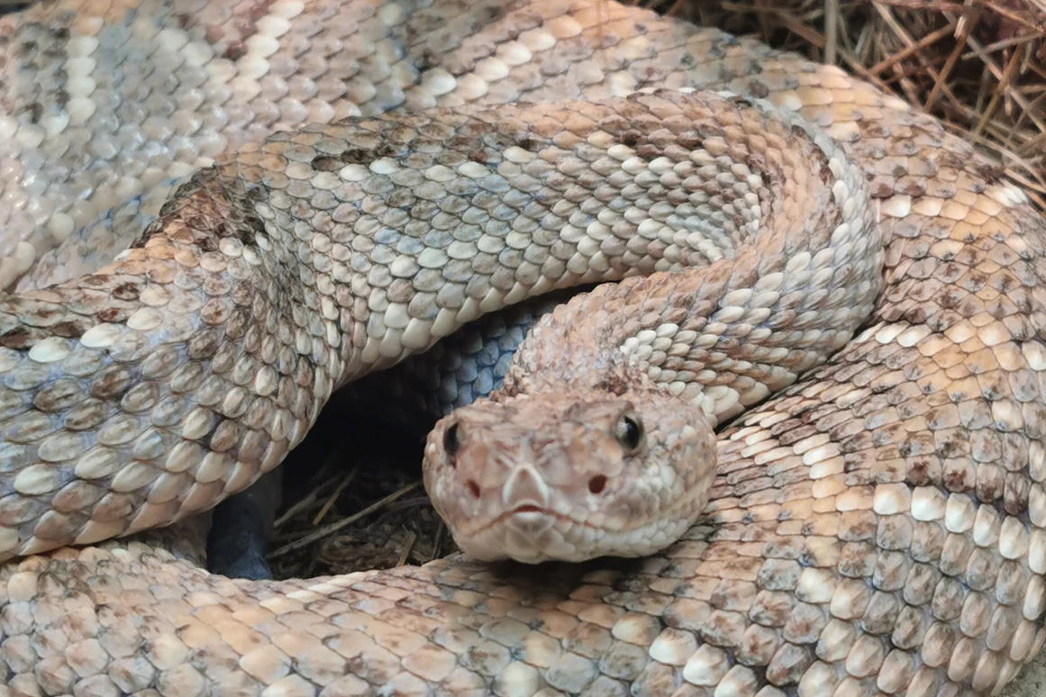 Ausflugsziel: Reptilienzoo Nockalm