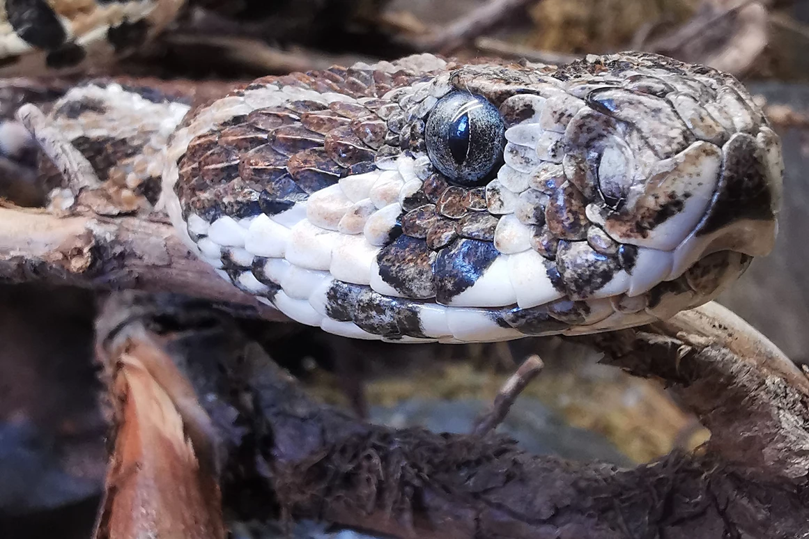 Ausflugsziel: Reptilienzoo Nockalm