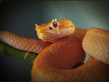 Ausflugsziel: Reptilienzoo Nockalm