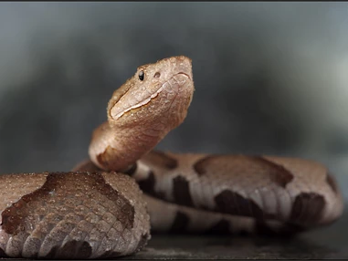 Ausflugsziel: Reptilienzoo Nockalm