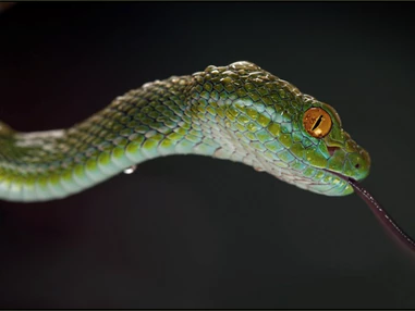 Ausflugsziel: Reptilienzoo Nockalm