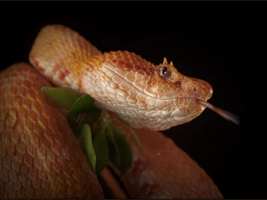 Ausflugsziel: Reptilienzoo Nockalm