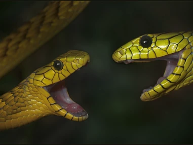 Ausflugsziel: Reptilienzoo Nockalm