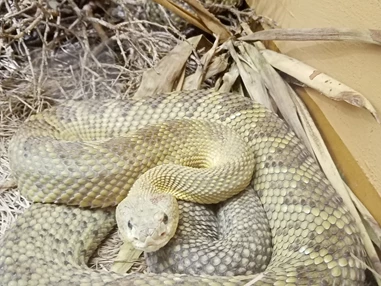 Ausflugsziel: Reptilienzoo Nockalm