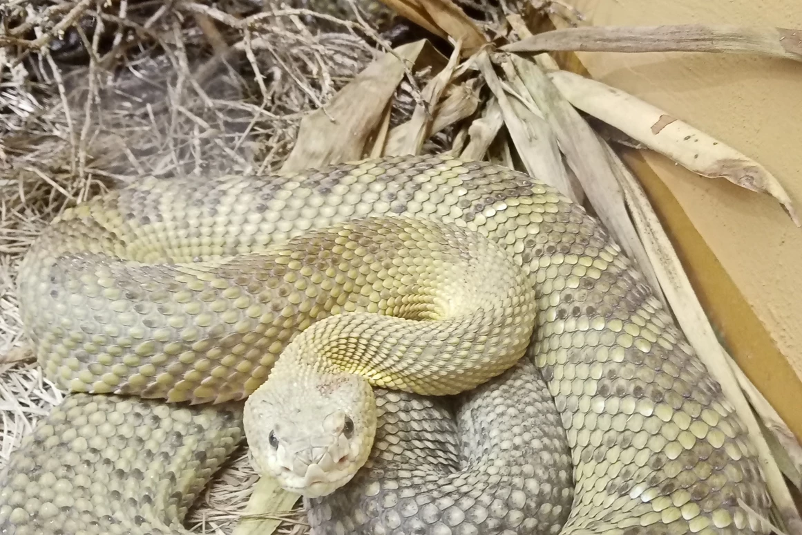 Ausflugsziel: Reptilienzoo Nockalm