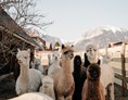 Ausflugsziel: Unsere Alpakas - Alpakas und Lamas zum Grünen See