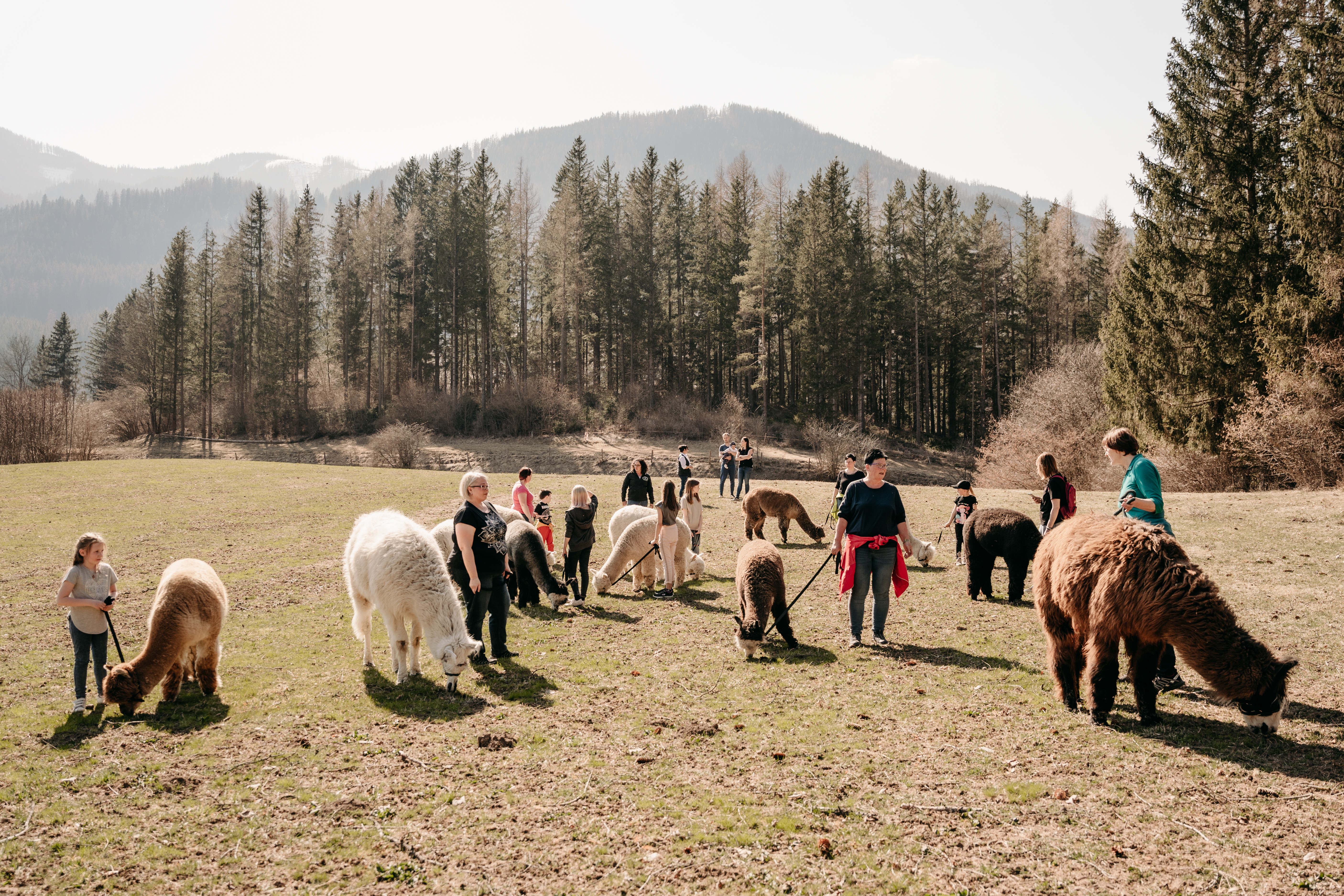 Ausflugsziel: Alpaka- und Lama-Wanderung - Alpakas und Lamas zum Grünen See