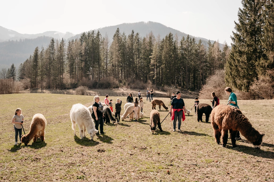 Ausflugsziel: Alpaka- und Lama-Wanderung - Alpakas und Lamas zum Grünen See