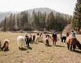 Ausflugsziel: Alpaka- und Lama-Wanderung - Alpakas und Lamas zum Grünen See