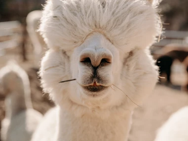 Ausflugsziel: Alpaka Anton - Alpakas und Lamas zum Grünen See