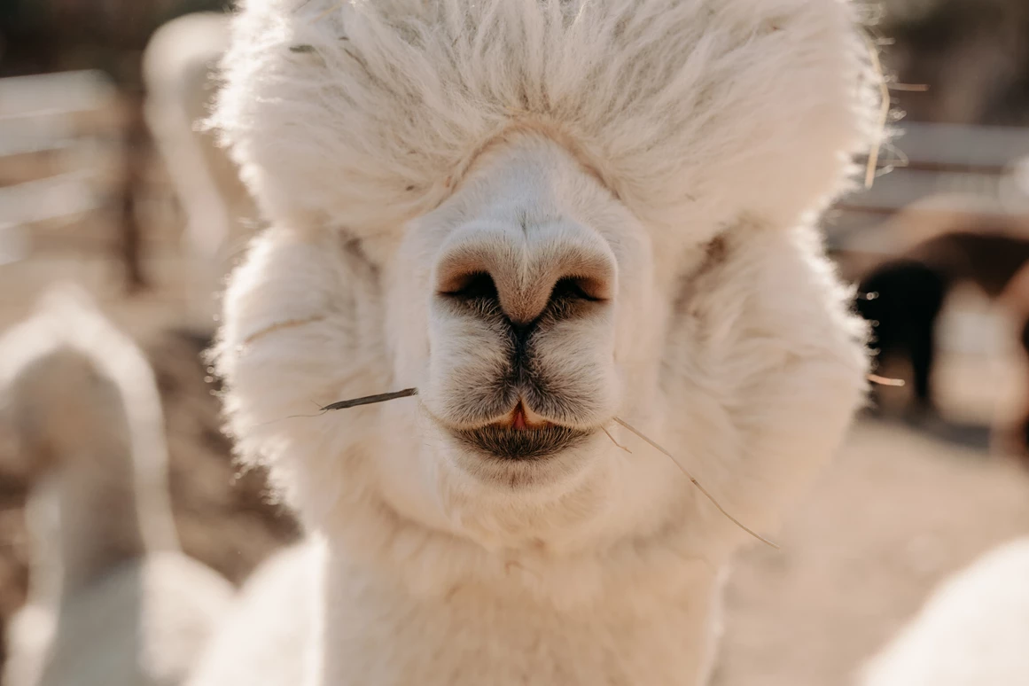 Ausflugsziel: Alpaka Anton - Alpakas und Lamas zum Grünen See