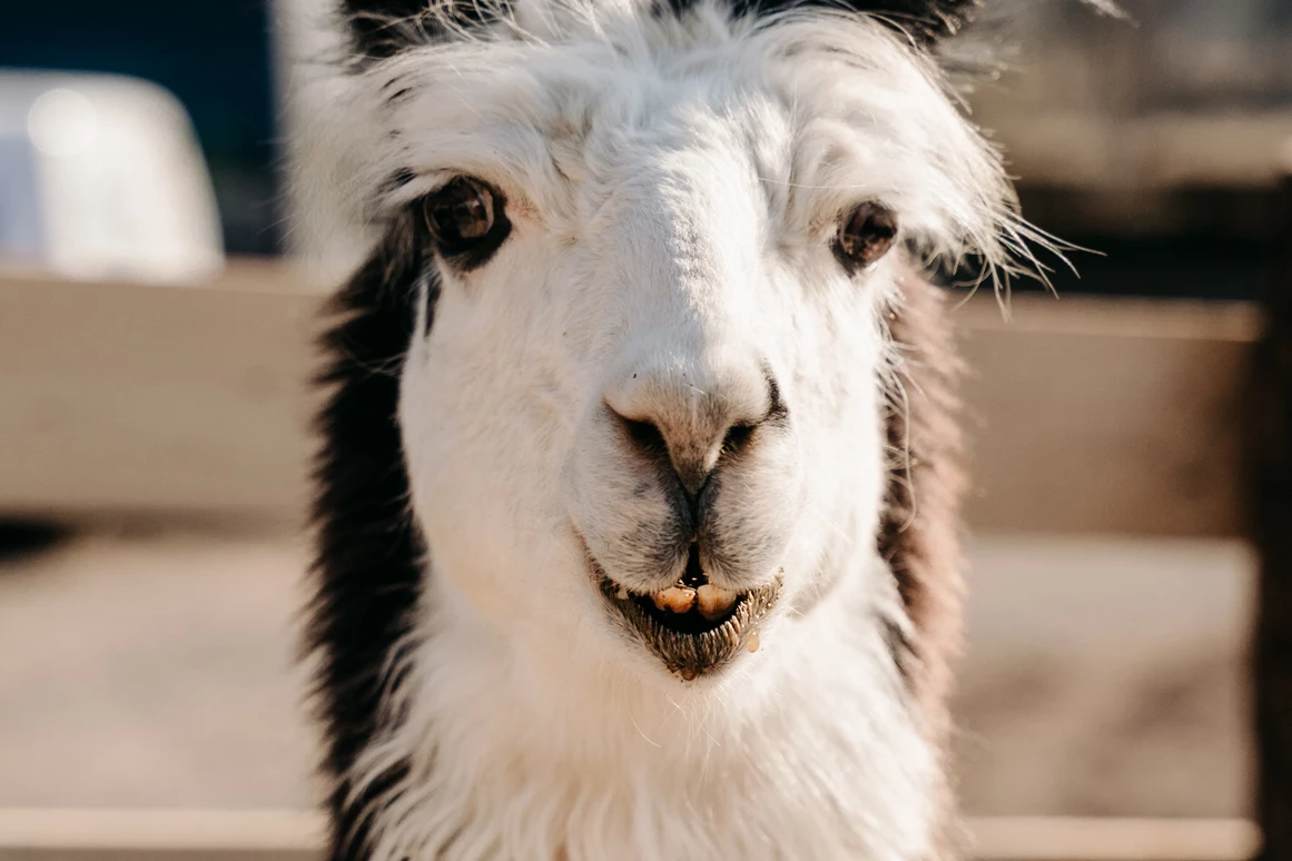 Ausflugsziel: Lama Solero - Alpakas und Lamas zum Grünen See
