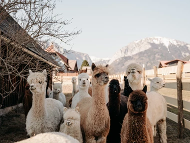 Ausflugsziel: Alpakas und Lamas zum Grünen See