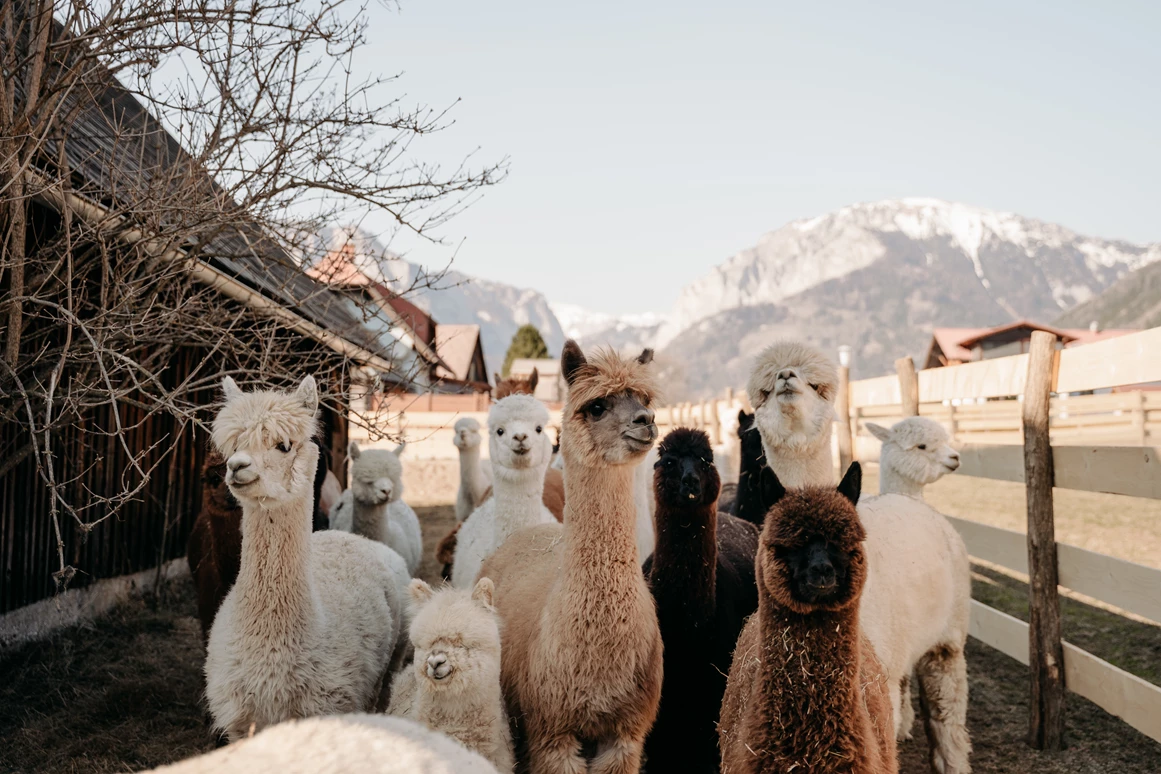 Ausflugsziel: Alpakas und Lamas zum Grünen See