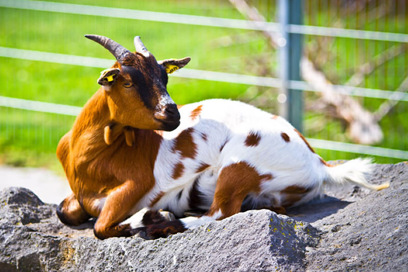 Ausflugsziel: Tolli-Park