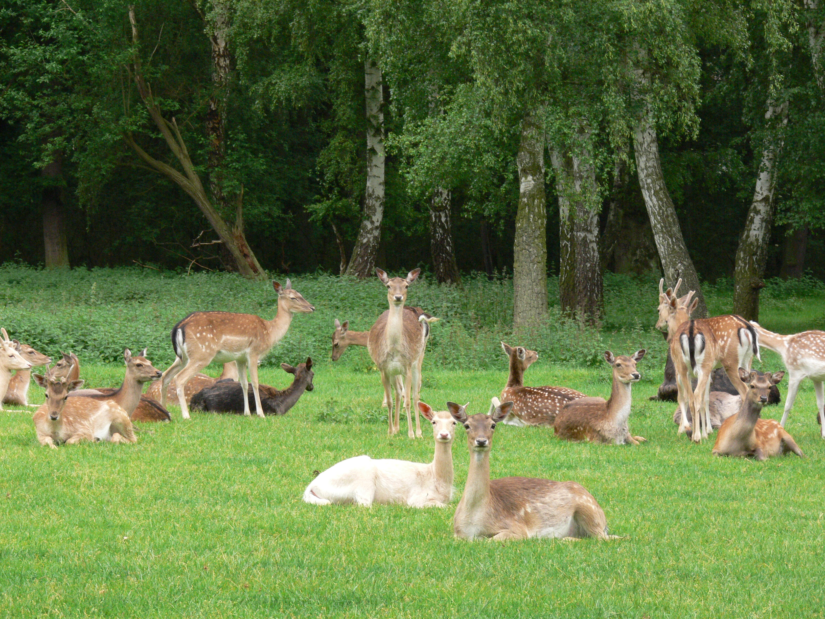 Viaggio con bambini - Langenfeld (Landkreis Mayen-Koblenz) - Hochwildpark Rheinland