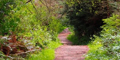 Viaggio con bambini - Gerolstein - Symbolbild für Ausflugsziel Wilder Weg im Nationalpark Eifel. Keine korrekte oder ähnlich Darstellung! - Wilder Weg im Nationalpark Eifel