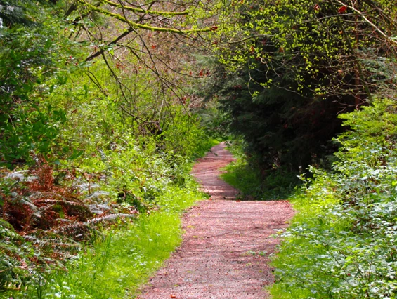 Ausflugsziel: Symbolbild für Ausflugsziel Wilder Weg im Nationalpark Eifel. Keine korrekte oder ähnlich Darstellung! - Wilder Weg im Nationalpark Eifel