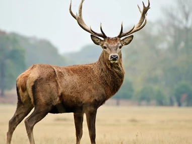 Ausflugsziel: Symbolbild für Ausflugsziel Wildpark Schmidt (Rheinland-Pfalz). - Wildpark Schmidt
