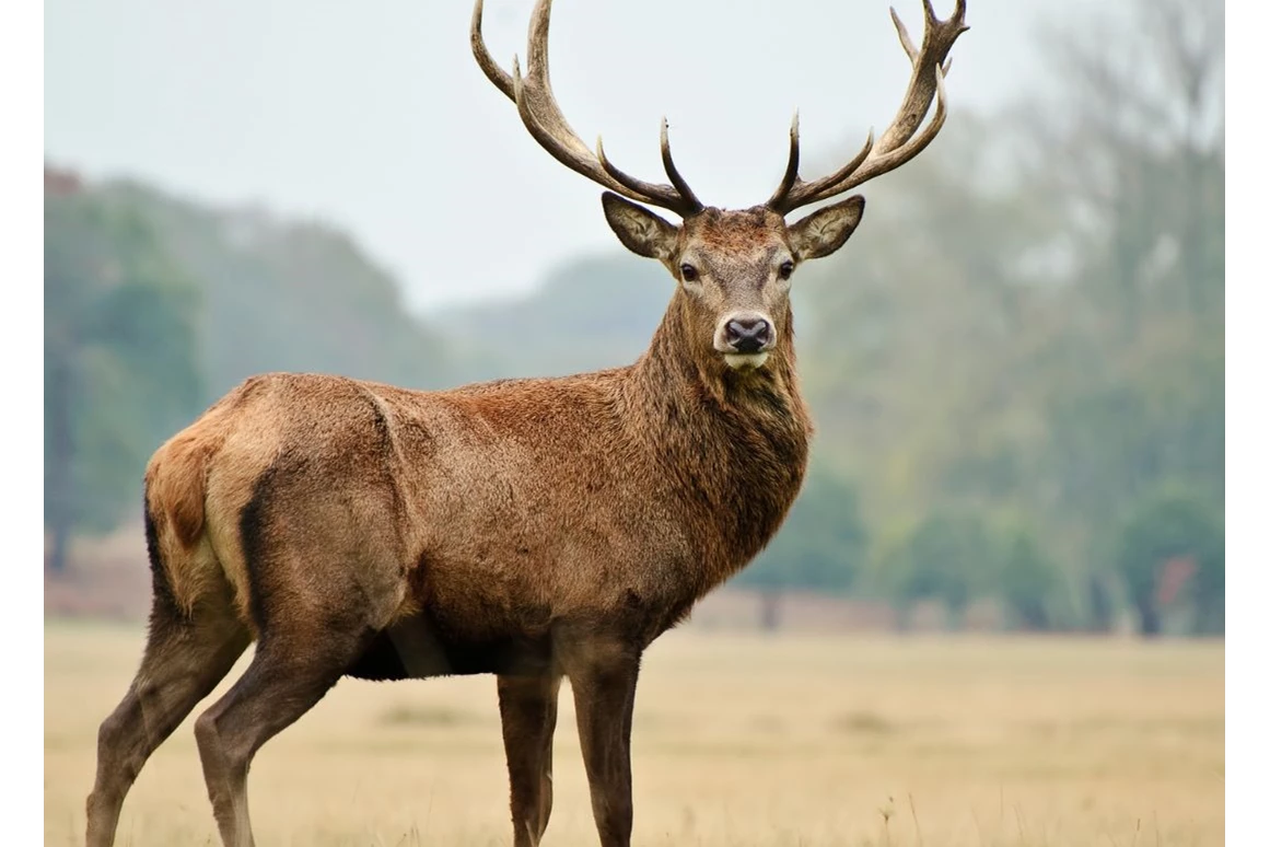 Ausflugsziel: Symbolbild für Ausflugsziel Wildpark Schmidt (Rheinland-Pfalz). - Wildpark Schmidt