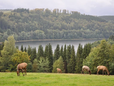 Ausflugsziel: Greifvogelstation & Wildfreigehege Hellenthal