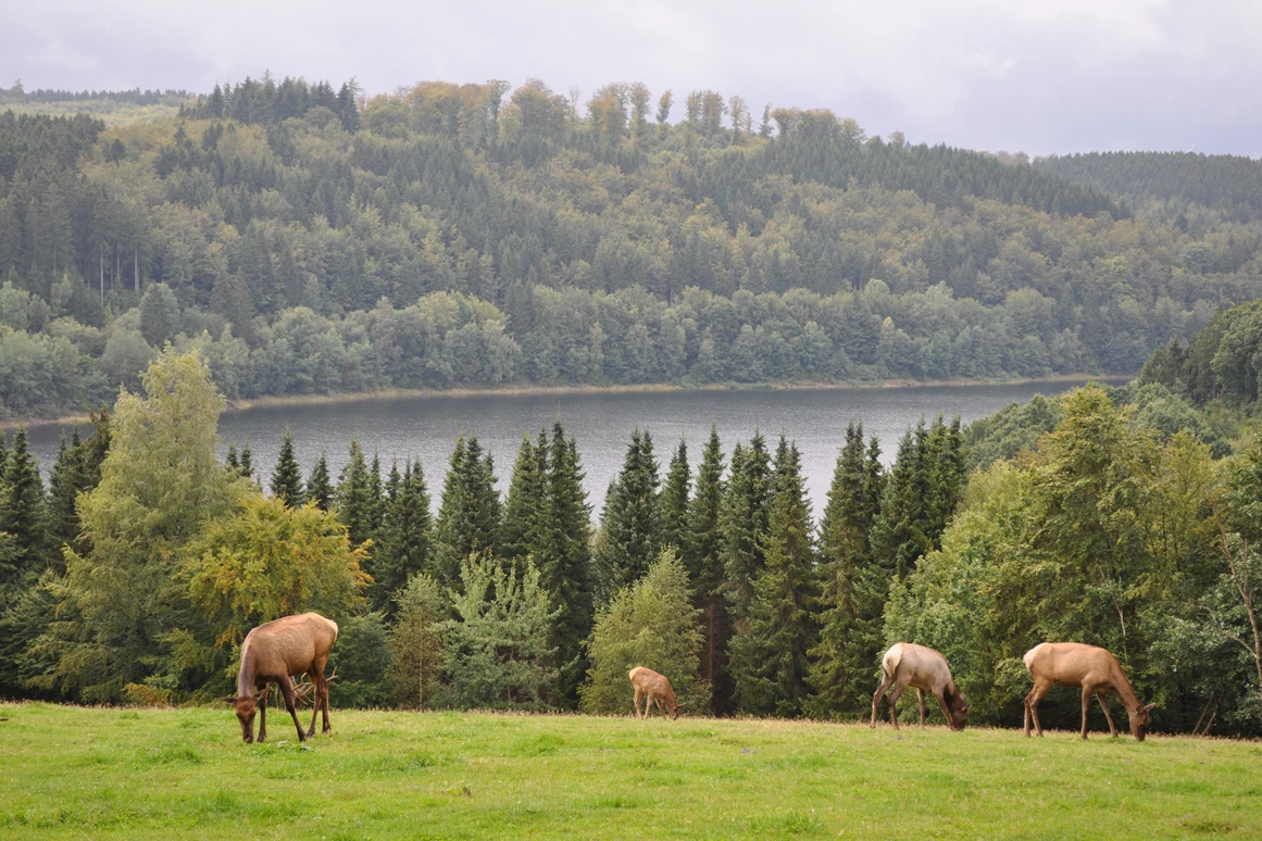 Ausflugsziel: Greifvogelstation & Wildfreigehege Hellenthal
