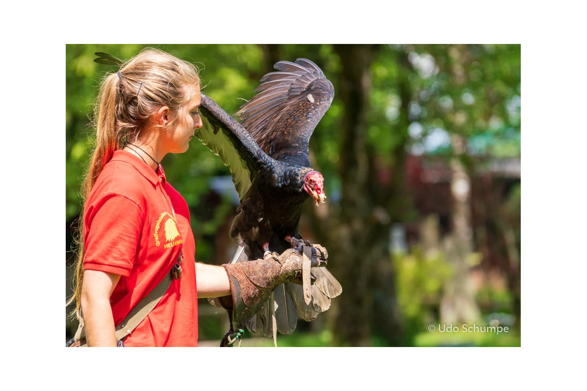 Ausflugsziel: Greifvogelstation & Wildfreigehege Hellenthal