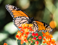 Ausflugsziel: Schmetterlingsgarten "Eifalia"
