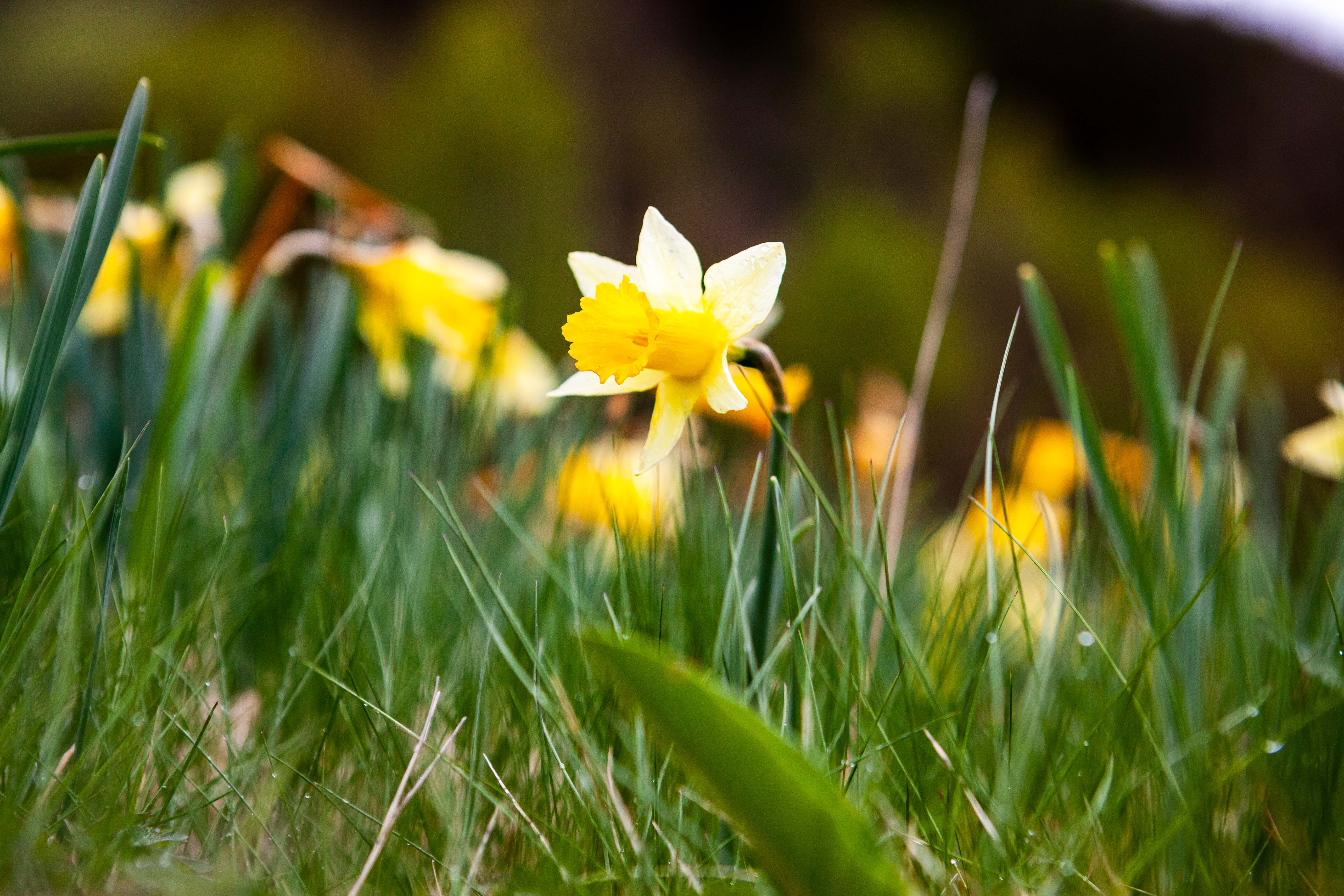 Trip with children - Heimbach (Düren) - Wilde Narzissen in der Eifel - Narzissenroute