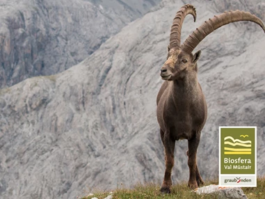 Ausflugsziel: Wilde Tiere aus nächster Nähe beobachten. - Mit dem Jäger auf die Pirsch