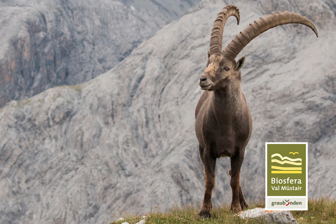 Ausflugsziel: Wilde Tiere aus nächster Nähe beobachten. - Mit dem Jäger auf die Pirsch