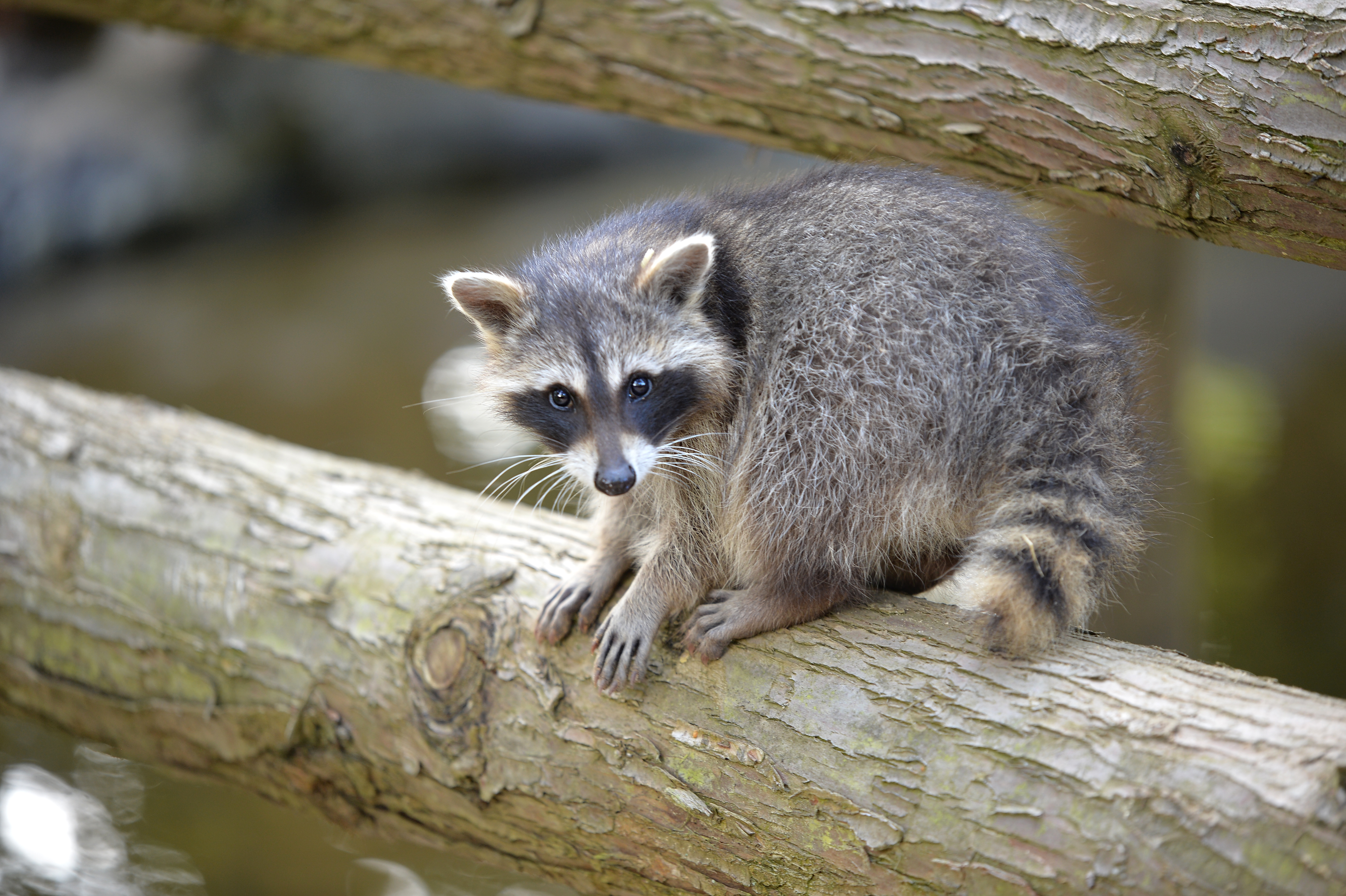 Ausflugsziel: Wild- und Freizeitpark Klotten