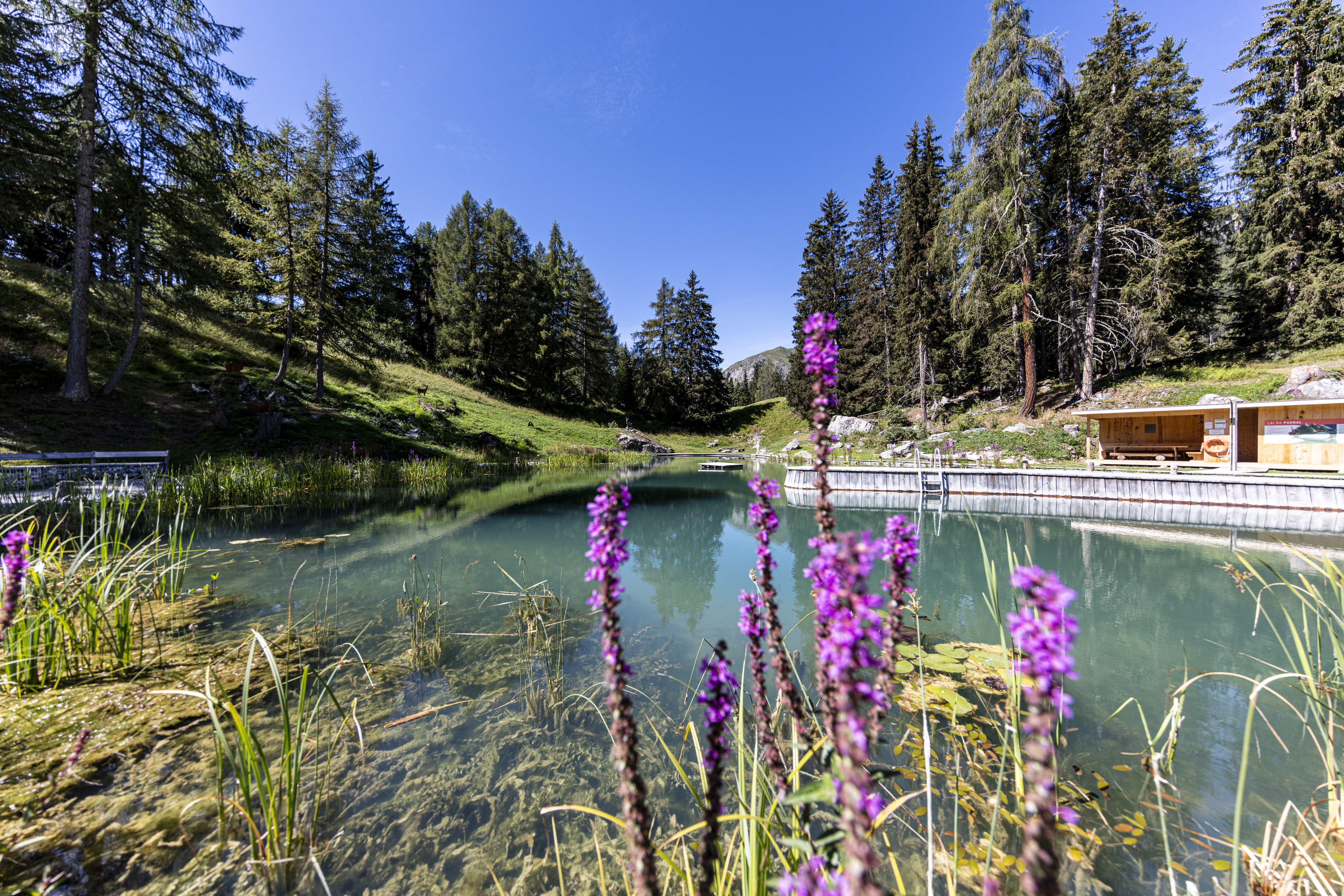Ausflug mit Kindern - See (Kappl, See) - Lai da Padnal in Ftan, Unterengadin
©Andrea Badrutt, Chur - Lai da Padnal Badesee