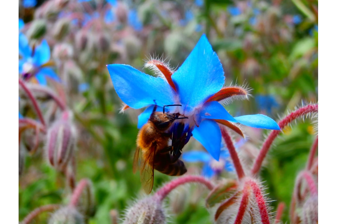 Ausflugsziel: Borretschblüte - Schroeders Almenland Kräuterwerkstatt