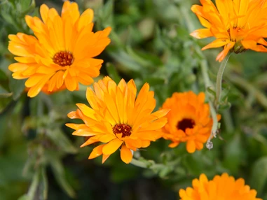 Ausflugsziel: Ringelblume - Schroeders Almenland Kräuterwerkstatt