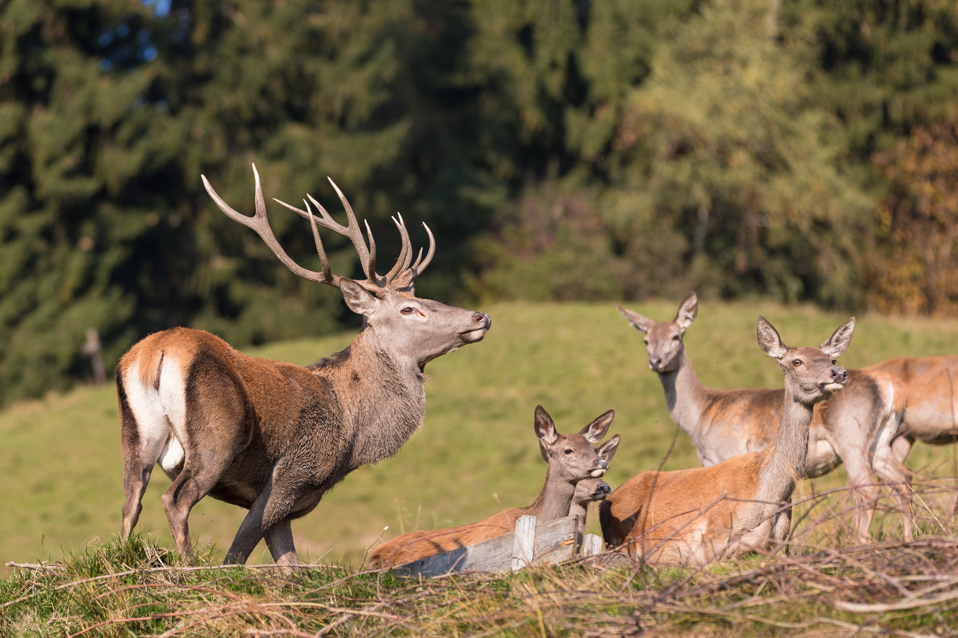 Ausflugsziel: Falknerei in Schenna
