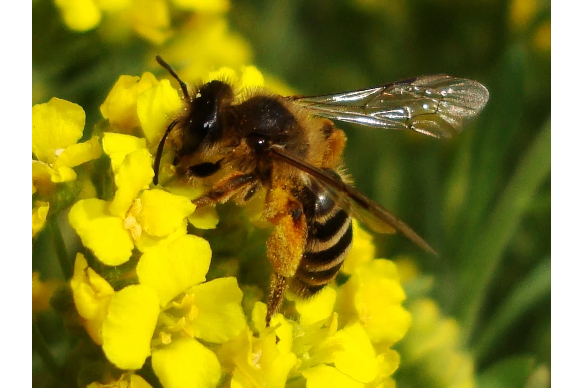 Ausflugsziel: Wildbienen am Bienenerlebnisweg - Bienenerlebnisweg