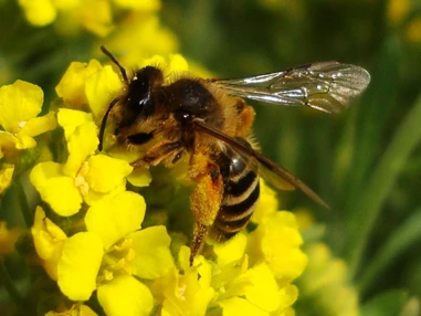 Ausflugsziel: Bienenerlebnisweg