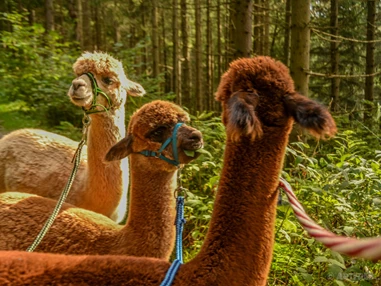 Ausflugsziel: Alpakawanderung am Laikamhof