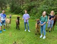 Ausflugsziel: Ganz entspannte Alpakas - Alpakawanderung am Laikamhof