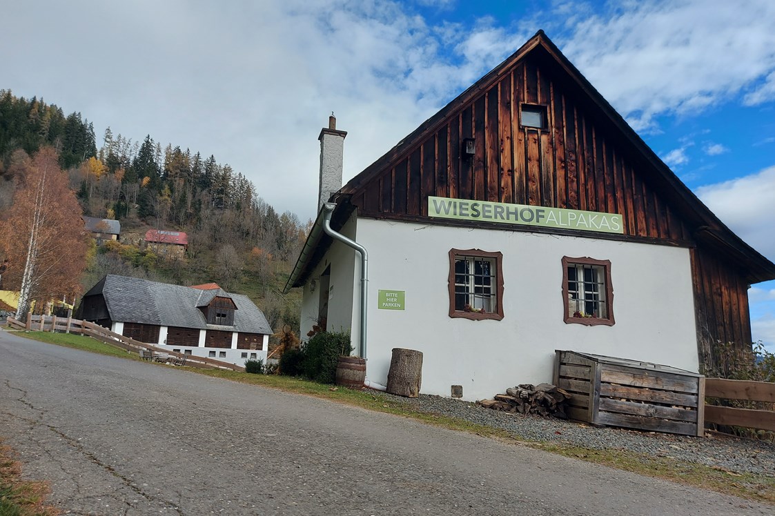 Ausflugsziel: Wieserhof - Alpakawanderung im Murtal am Wieserhof - Zeit für die Sinne