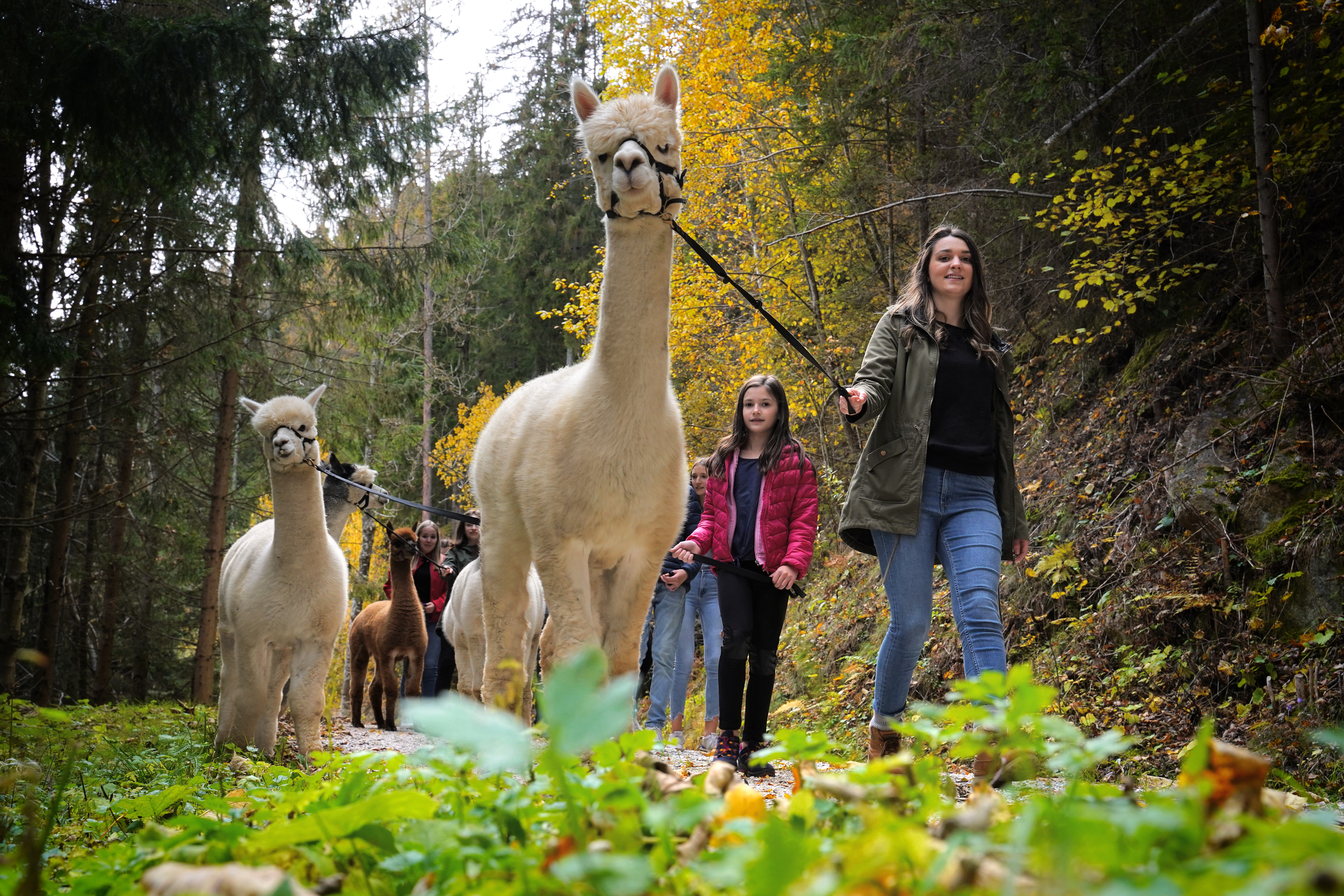 Viaggio con bambini - Kindergeburtstagsfeiern - Murtal - Alpakawanderung am Wieserhof - Alpakawanderung im Murtal am Wieserhof - Zeit für die Sinne