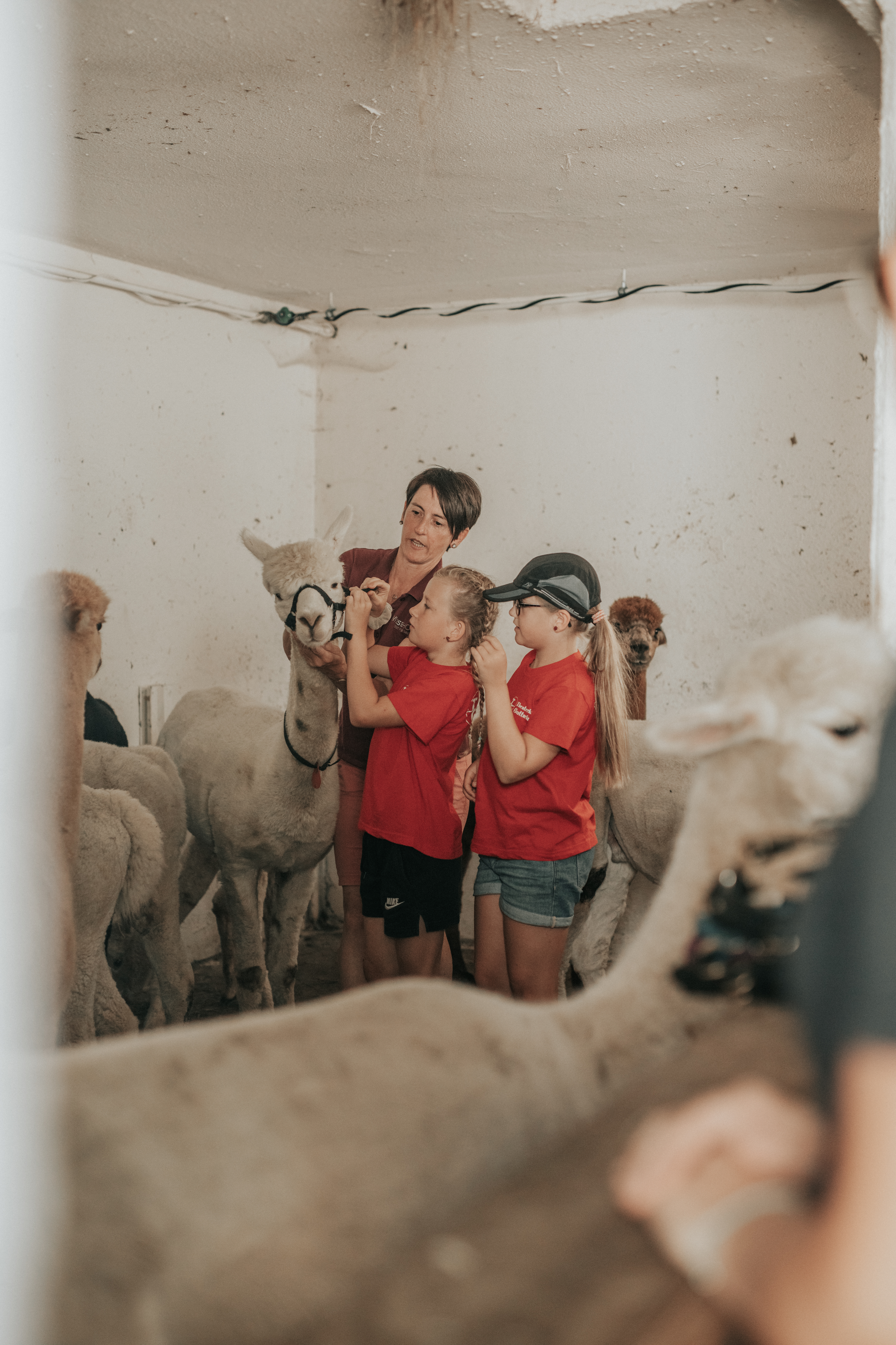 Trip with children - Witterung: Schnee - Austria - Alpakawanderung im Murtal am Wieserhof - Zeit für die Sinne