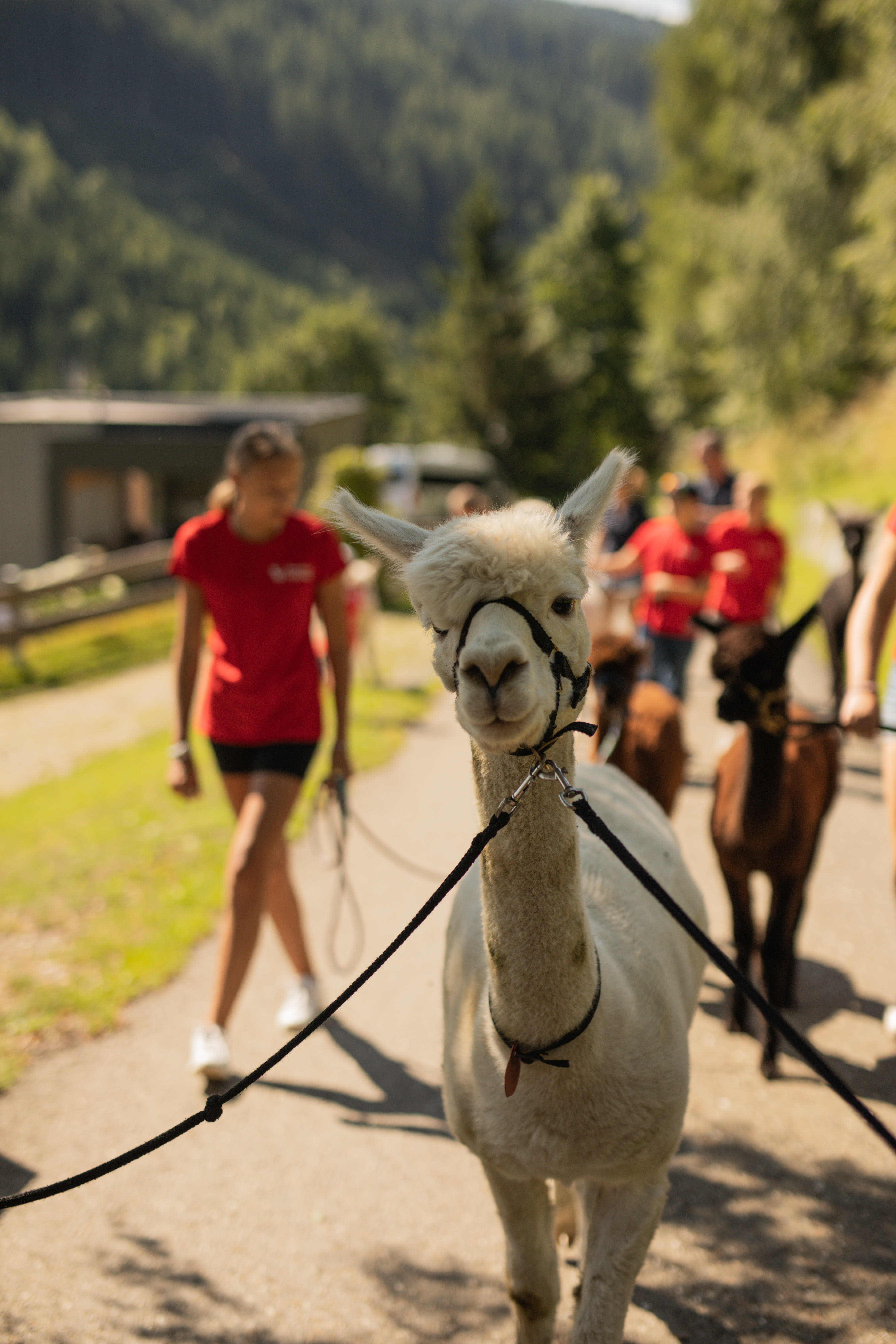 Trip with children - Witterung: Schnee - Austria - Alpakawanderung im Murtal am Wieserhof - Zeit für die Sinne